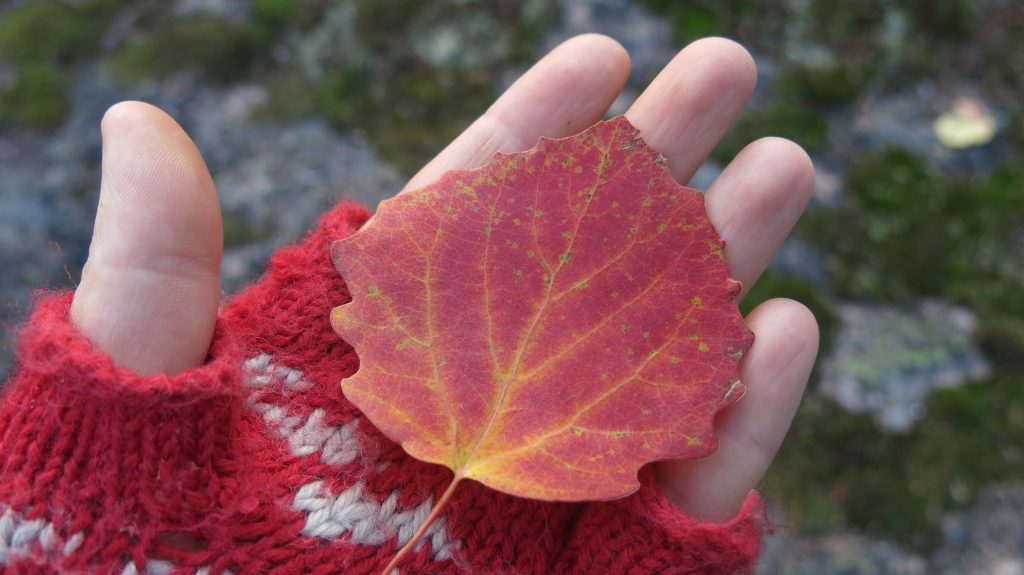 Mindfulness in therapy is about mindful, accepting presence in the moment, like gently gazing at a leaf in your palm.