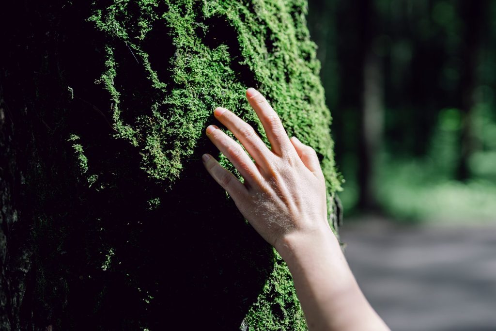 Sensing into the body in therapy can be quite gentle, without trying to change things, like a hand feeling into the mossy surface of a tree trunk.