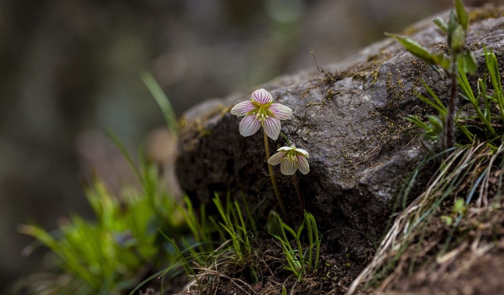 Kehollisuus on terapiassa olennaisessa roolissa