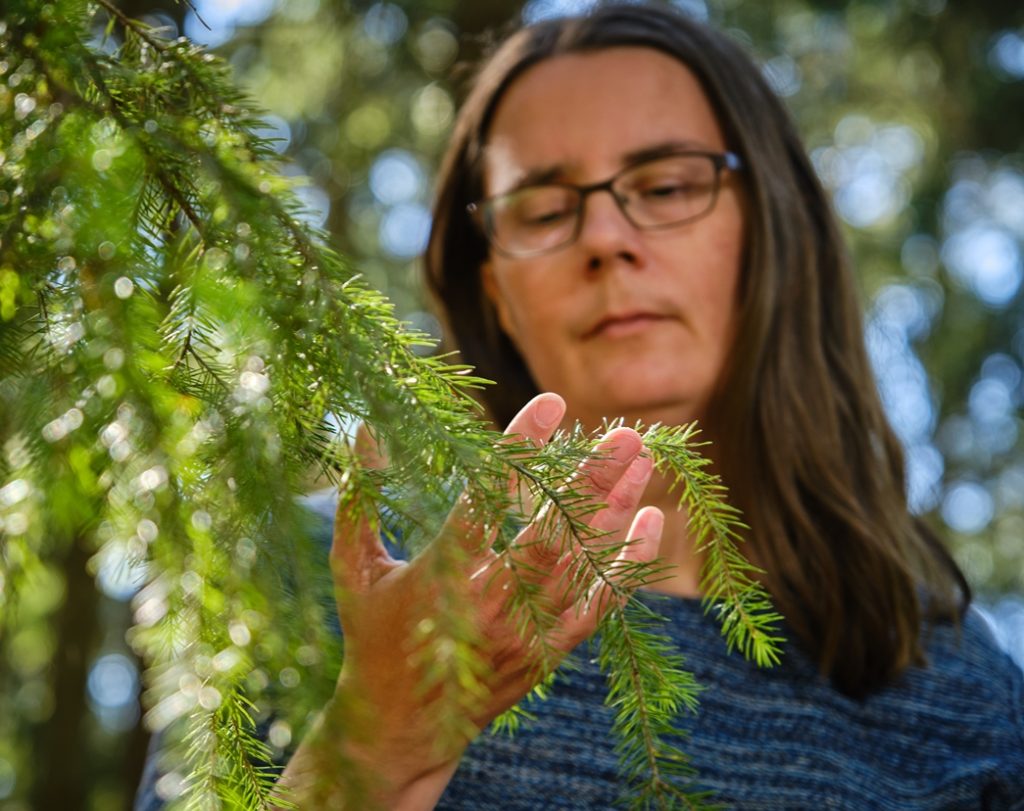 Focusing is about gentle listening, like gently touching the branch of a tree and feeling into it.