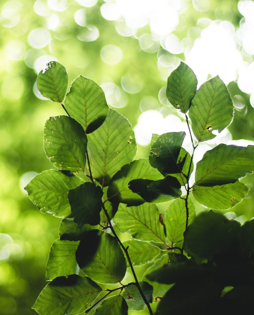 In Focusing, something first unclear can gradually be seen more clearly, as when focusing a camera to the leaves of a tree.