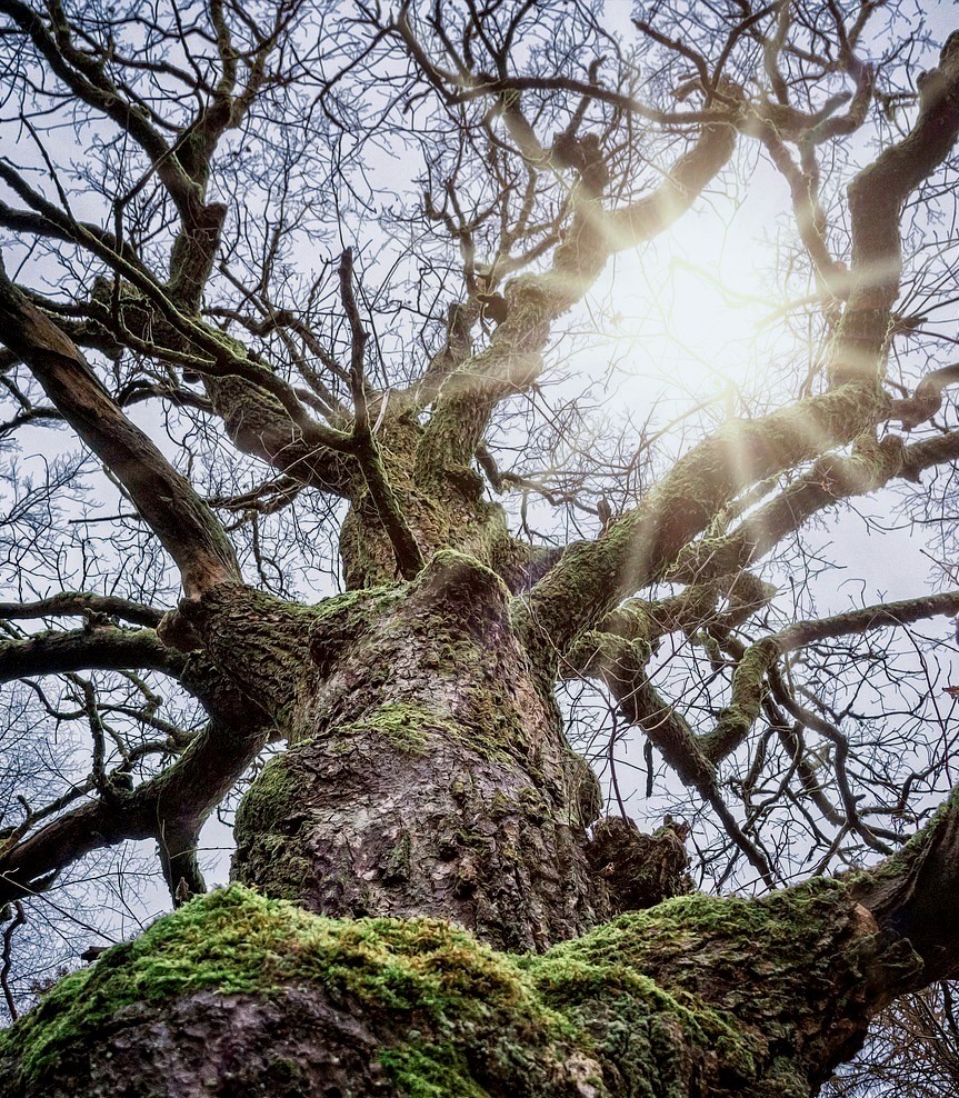 In a guided Focusing session you can e.g. get more in touch with what is calling you.