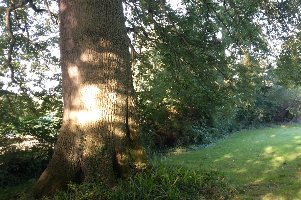 Meditation may, in many ways, be like therapy. A photo of a tree in the garden at Gaia House retreat center.
