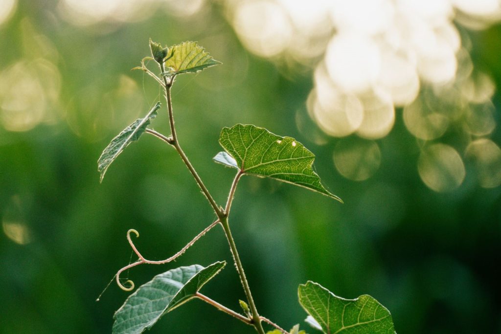 Kasvi joka löytää luonnollisesti suuntia kasvaa aurinkoon.